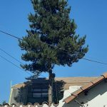 Proyectos arbol alto antes de poda 03