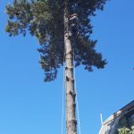 Proyectos arbol podado trabajo altura 05