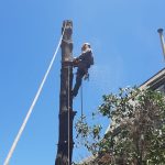 Proyectos arborista poda en altura 02