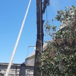 Proyectos arborista trabajando en altura 10
