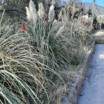Proyectos gramineas ornamentales jardin 02