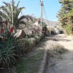 Proyectos jardin grande vegetacion existente 01
