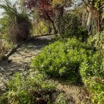 Proyectos jardin natural con vegetacion 03