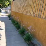 Proyectos paisajismo patio con bancas madera 14