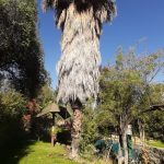 Proyectos palmera y arboles jardin 07