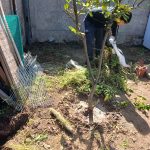 Proyectos plantacion arbol jardin residencial 04