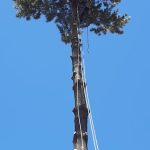 Proyectos poda altura arbol residencial 04