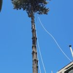 Proyectos poda arbol alto vista copa 08