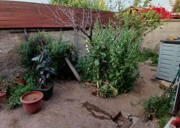 Inicio Limpieza terreno jardin antes