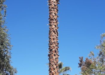 Inicio Palmera alta paisajismo