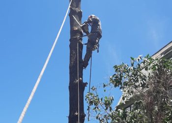 Inicio Poda arbol alto con cuerdas